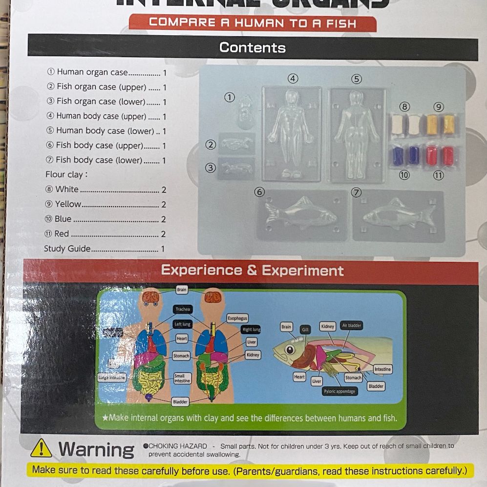 STEM Science Kit. Build you own Internal Organs. Anatomy comparison 