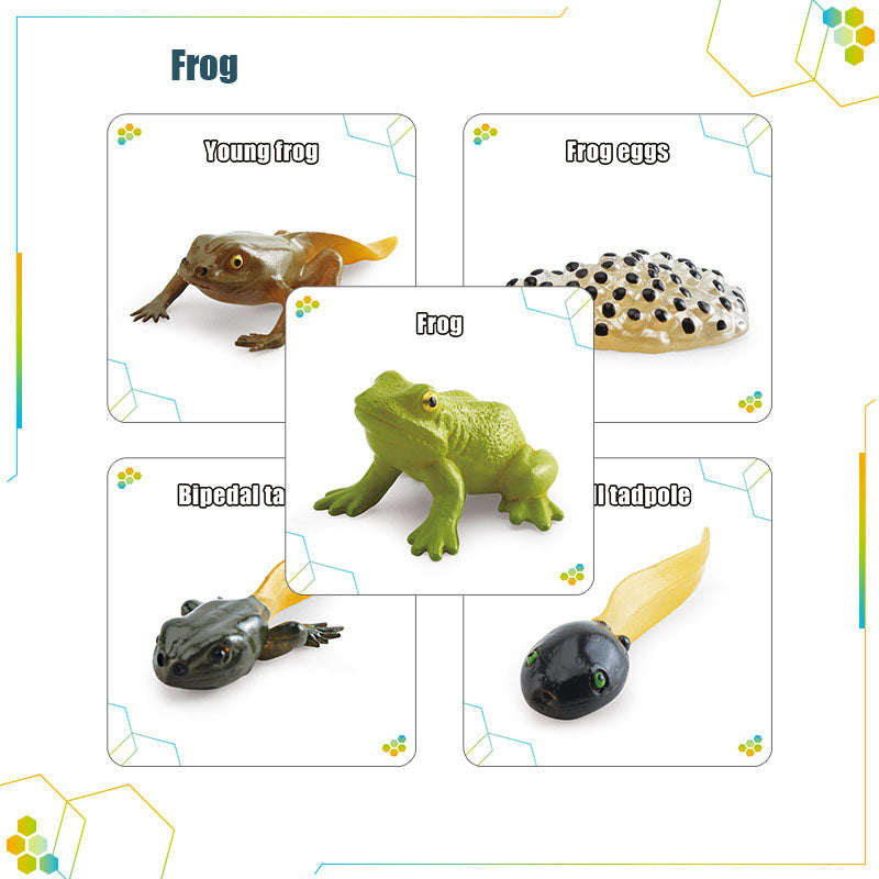 Wooden Life Cycle Double Sided Learning Board. Models and flash cards