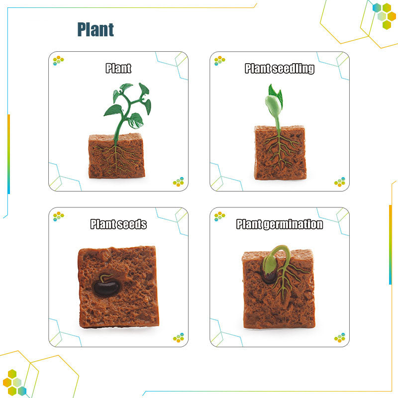 Wooden Life Cycle Double Sided Learning Board. Models and flash cards