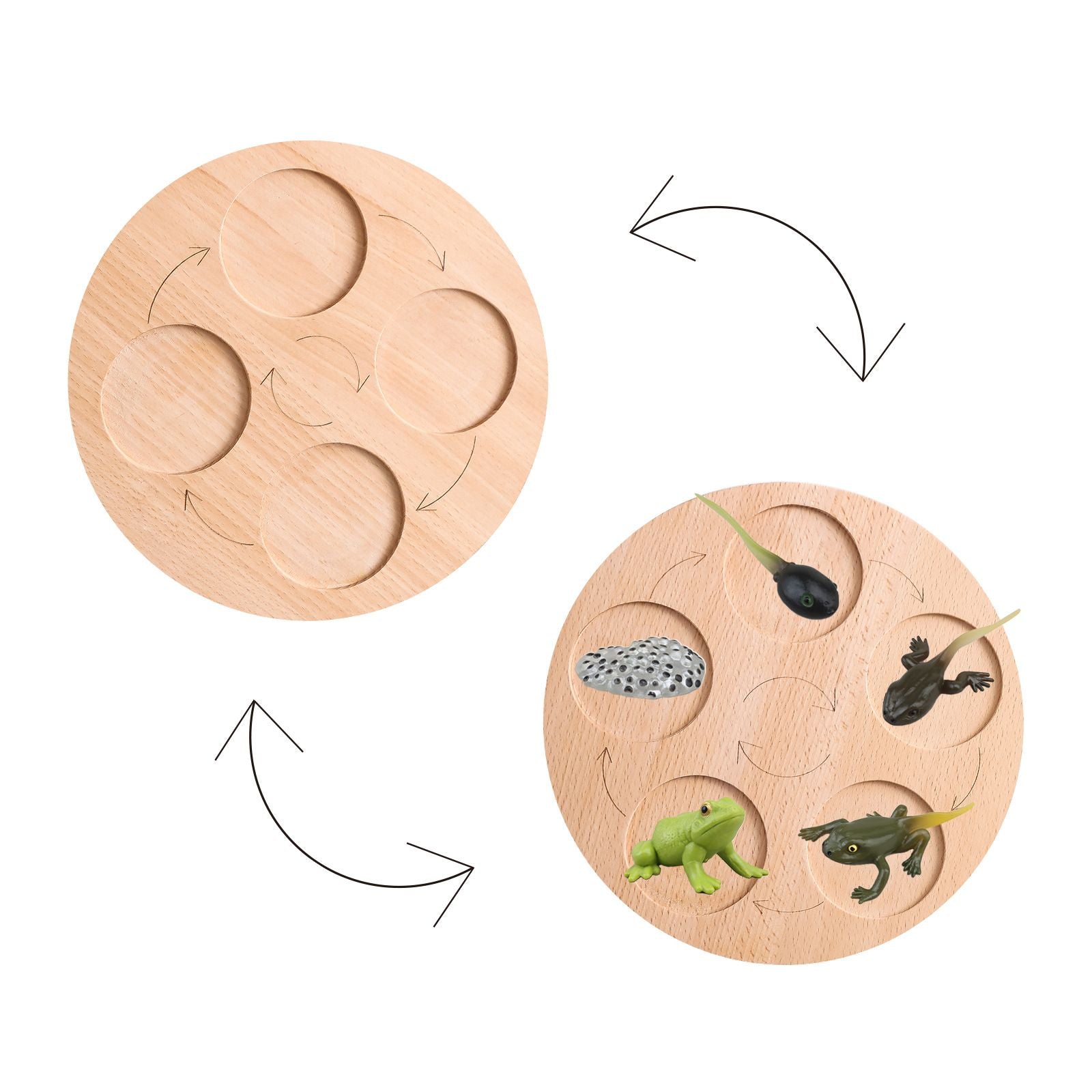 Wooden Life Cycle Double Sided Learning Board. Models and flash cards