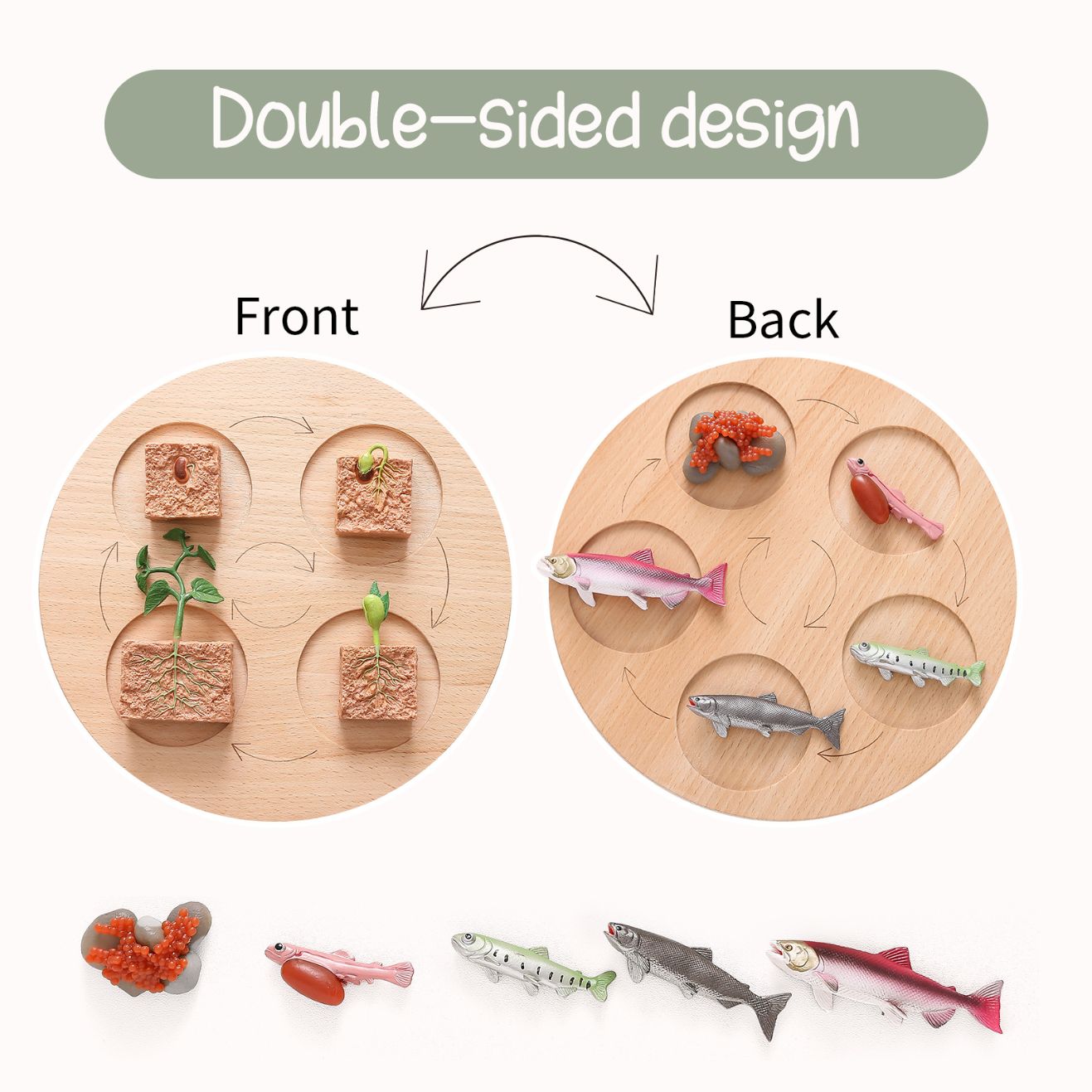 Wooden Life Cycle Double Sided Learning Board. Models and flash cards